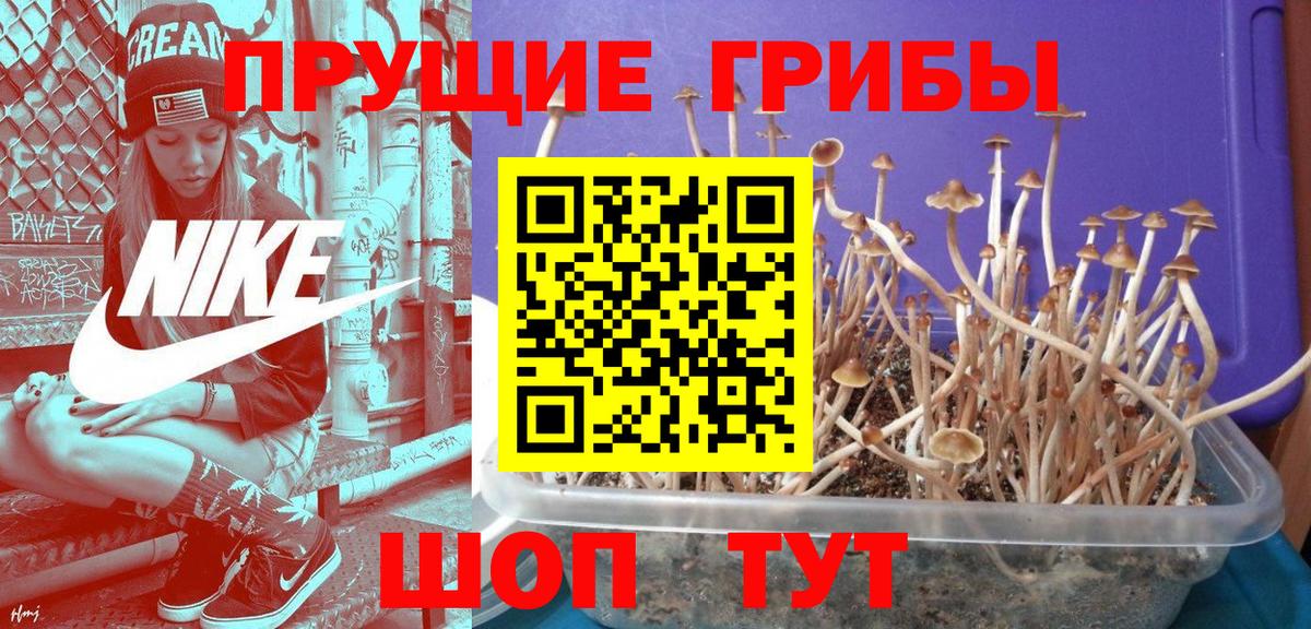 Галлюциногенные грибы Psilocybe Можга